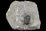 Detailed Gerastos Trilobite Fossil - Morocco #141676-5